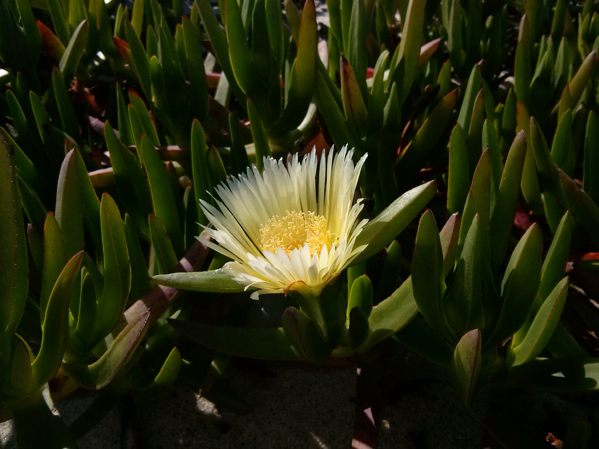 LG OPTIMUS L7 II sample photo. Beach flower photography