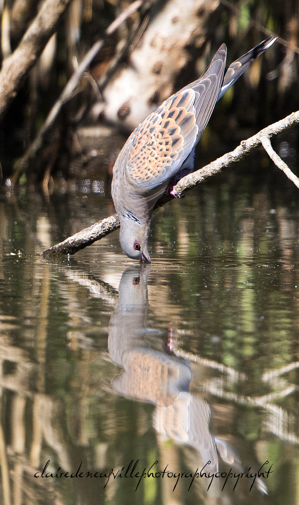 Canon EF 500mm F4L IS II USM sample photo. Tourterelle des bois photography