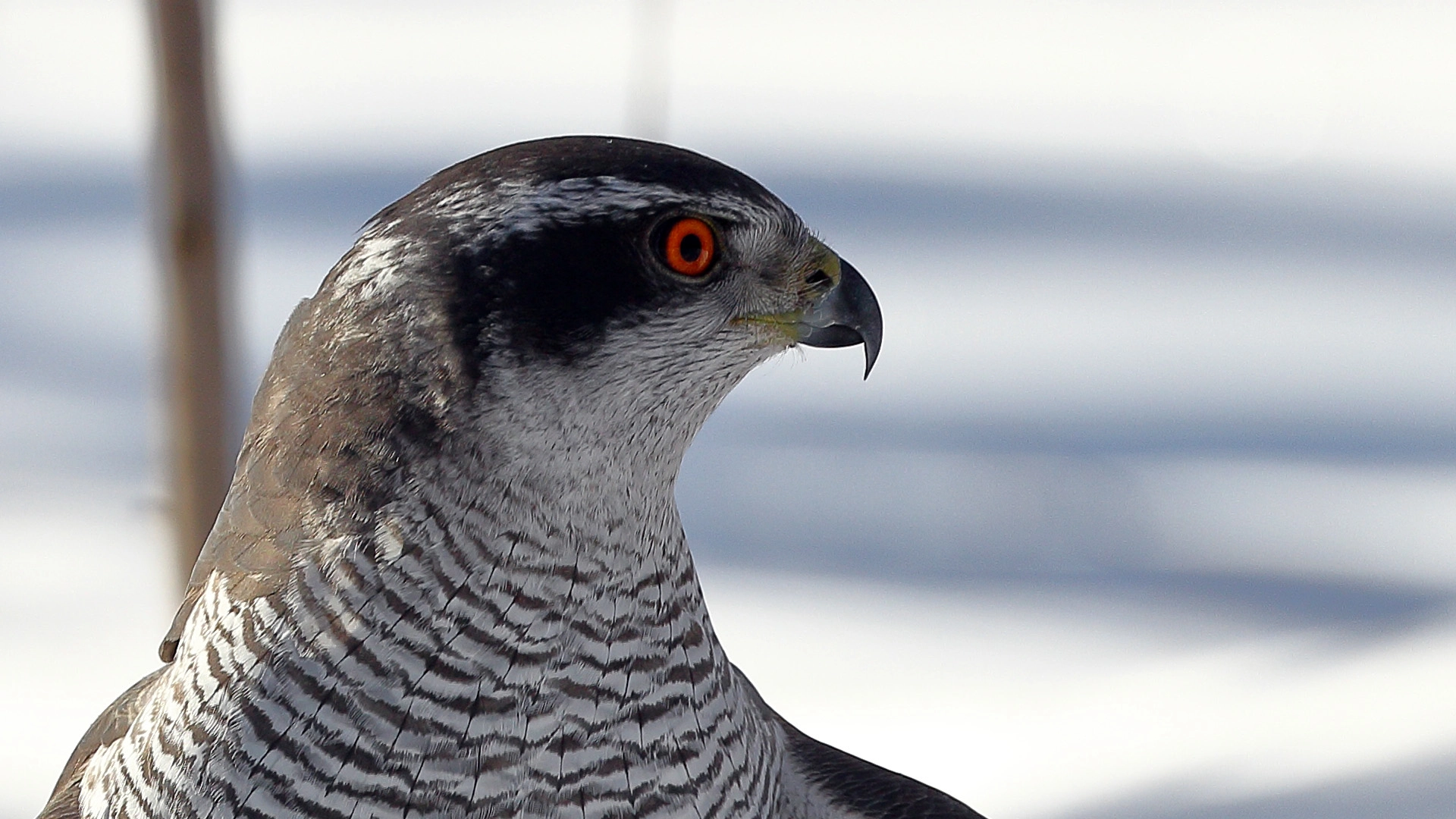Canon EF 70-300mm F4-5.6L IS USM sample photo. Northern goshawk photography