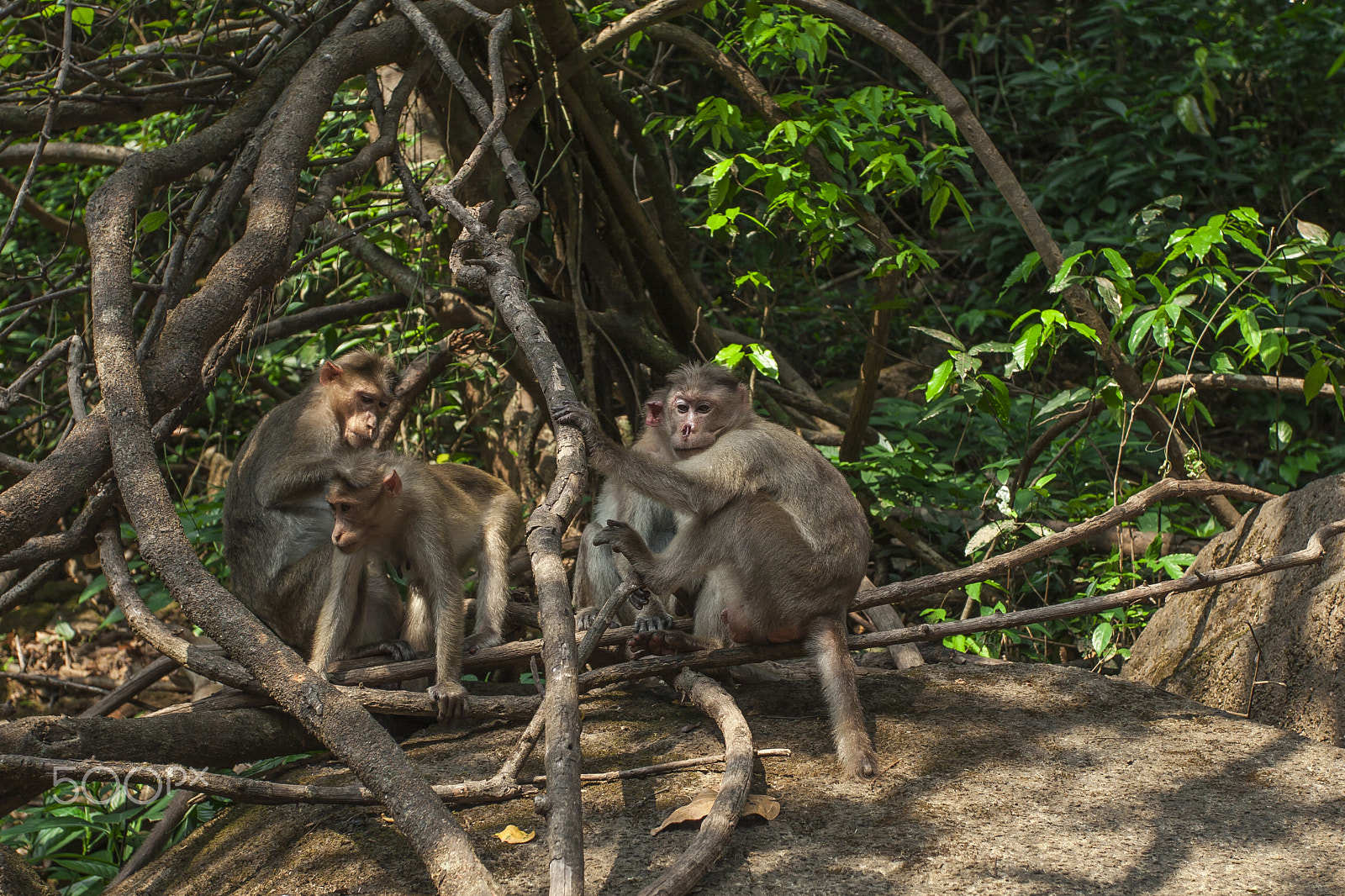 Canon EOS 30D + Canon EF 17-40mm F4L USM sample photo. The gang in the jungle photography