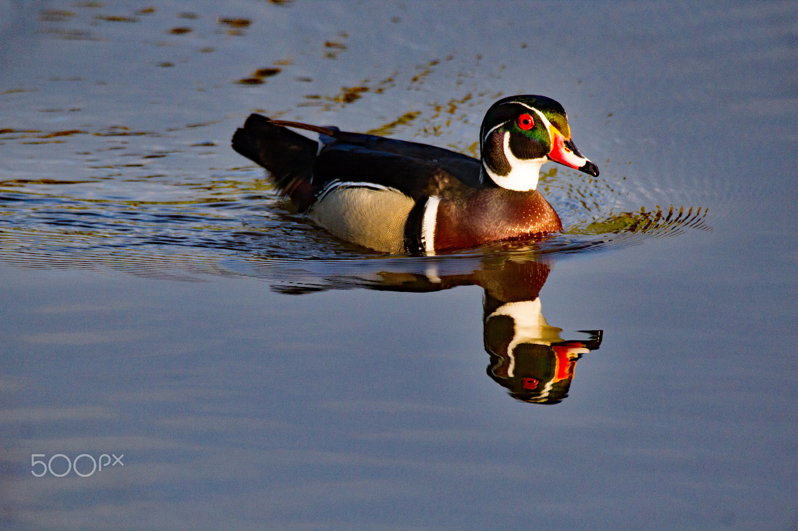 Tamron SP 150-600mm F5-6.3 Di VC USD sample photo. Wood duck drake reflecting photography