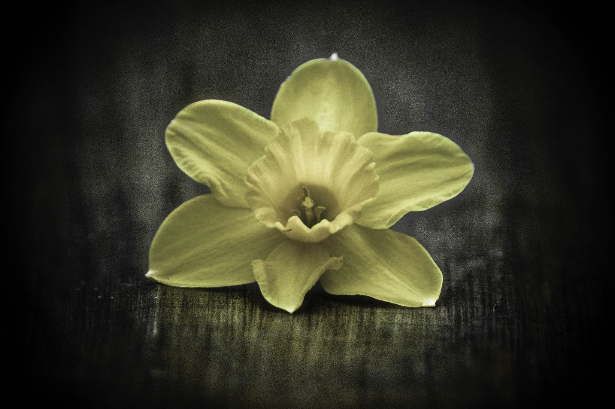 Sony 75-300mm F4.5-5.6 sample photo. Daffodil macro photography
