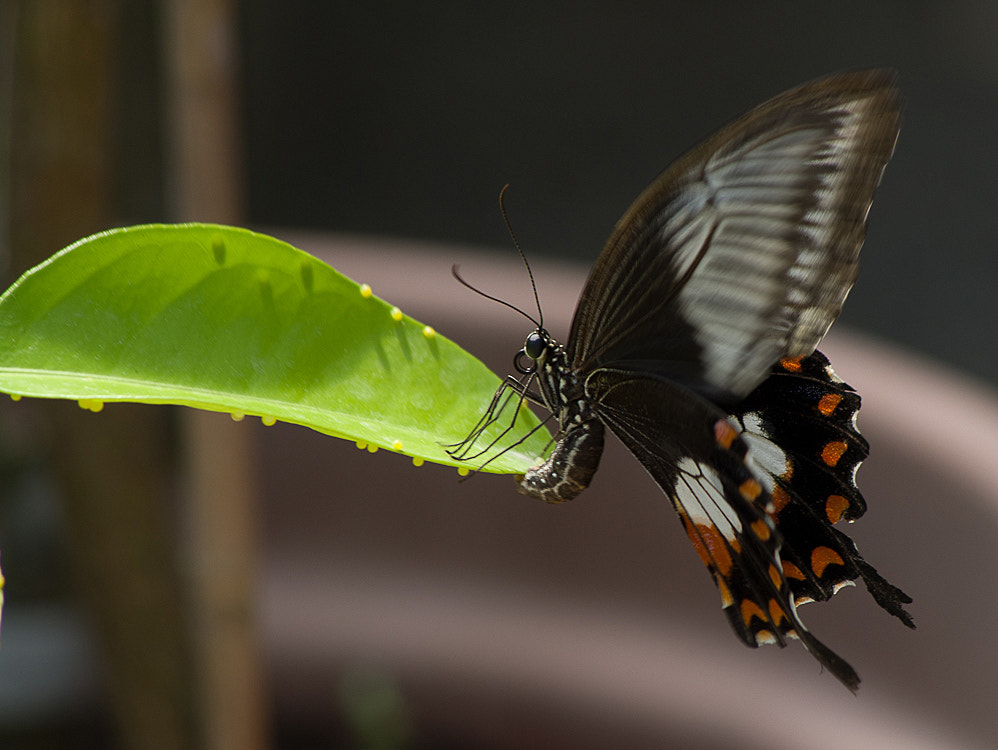 Pentax smc DA 55-300mm F4.0-5.8 ED sample photo. Papillon du tropique du papillon photography