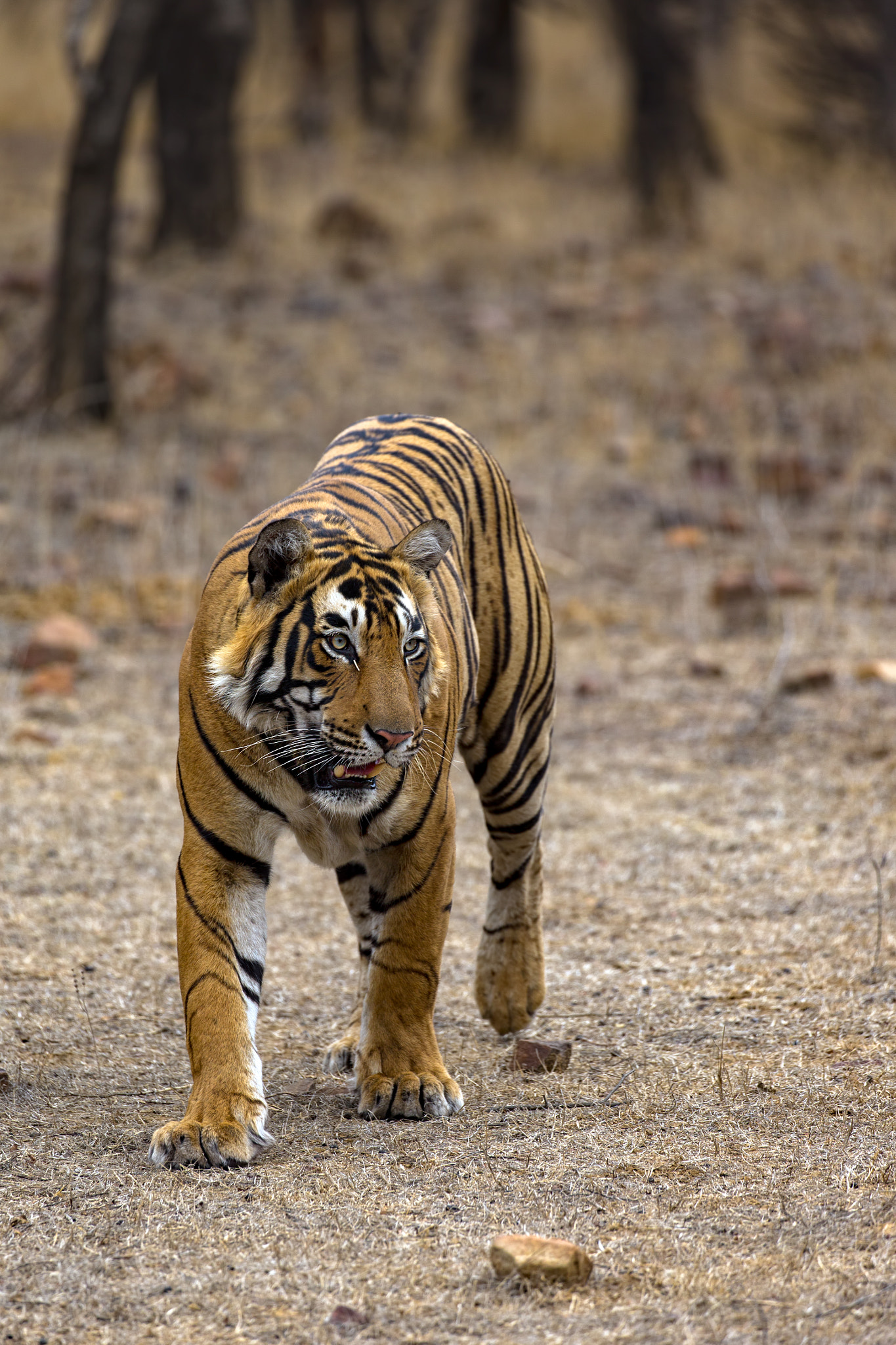 Canon EF 100-400mm F4.5-5.6L IS II USM sample photo. Tiger "pacman" on a hunt photography