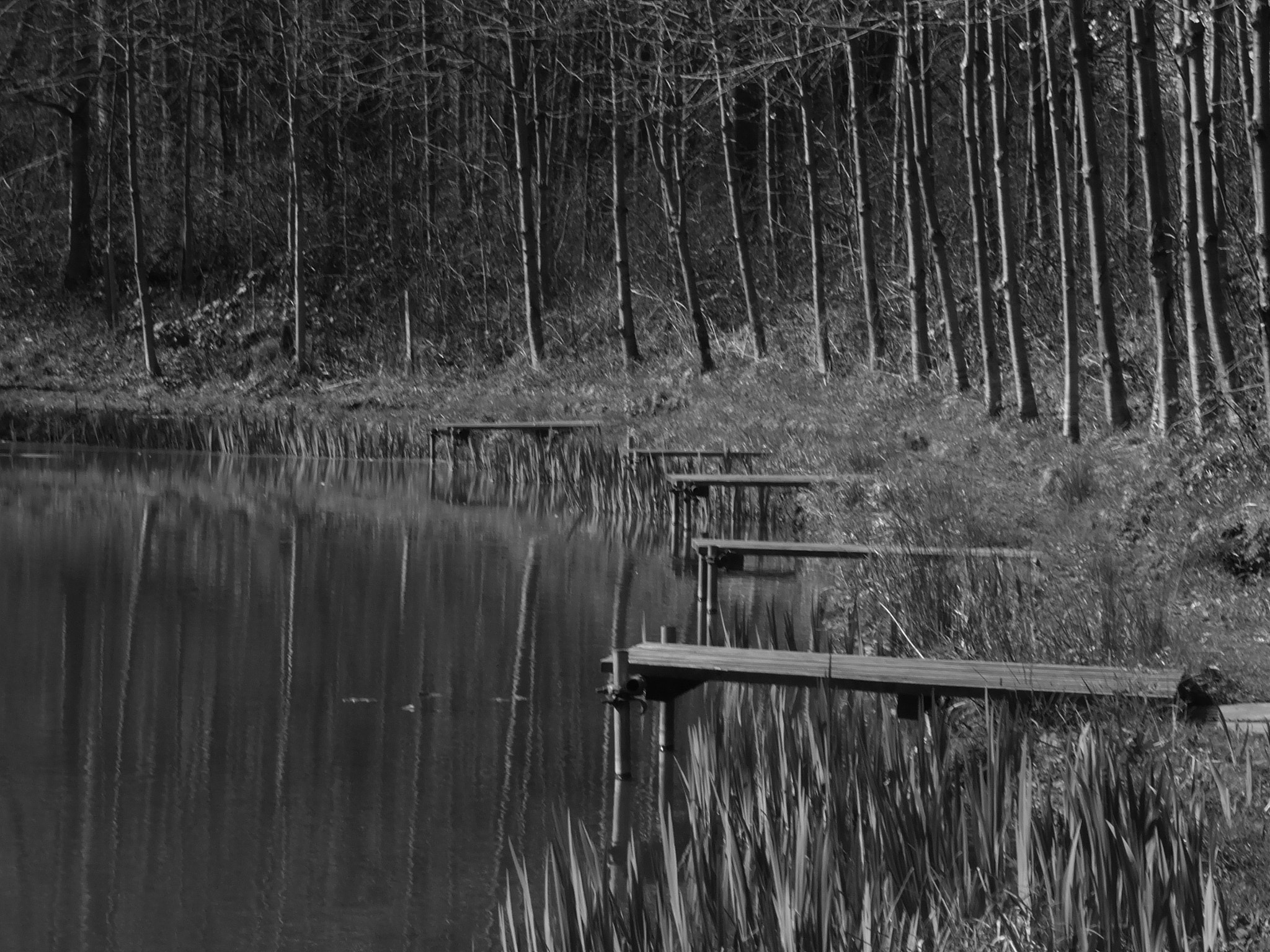 Fujifilm FinePix F770EXR (FinePix F775EXR) sample photo. Fishing pond in parlington park, aberford photography