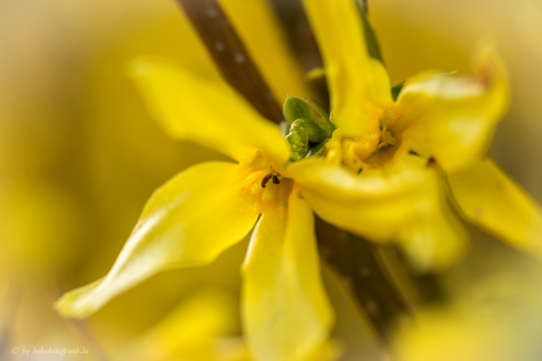 Sony a7 II + Sigma AF 105mm F2.8 EX [DG] Macro sample photo. Yellow photography