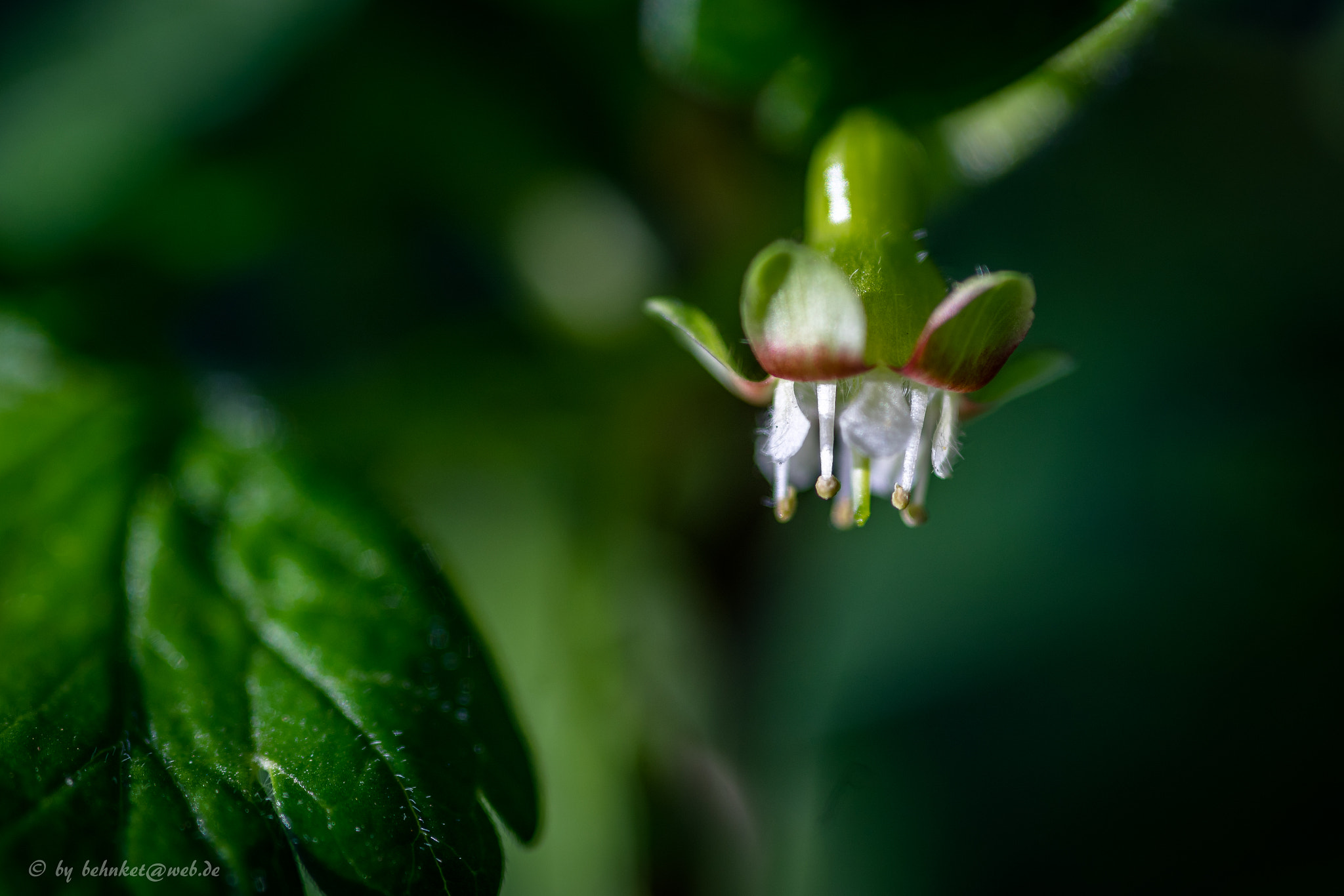 Sony a7 II + Sigma AF 105mm F2.8 EX [DG] Macro sample photo. Green photography