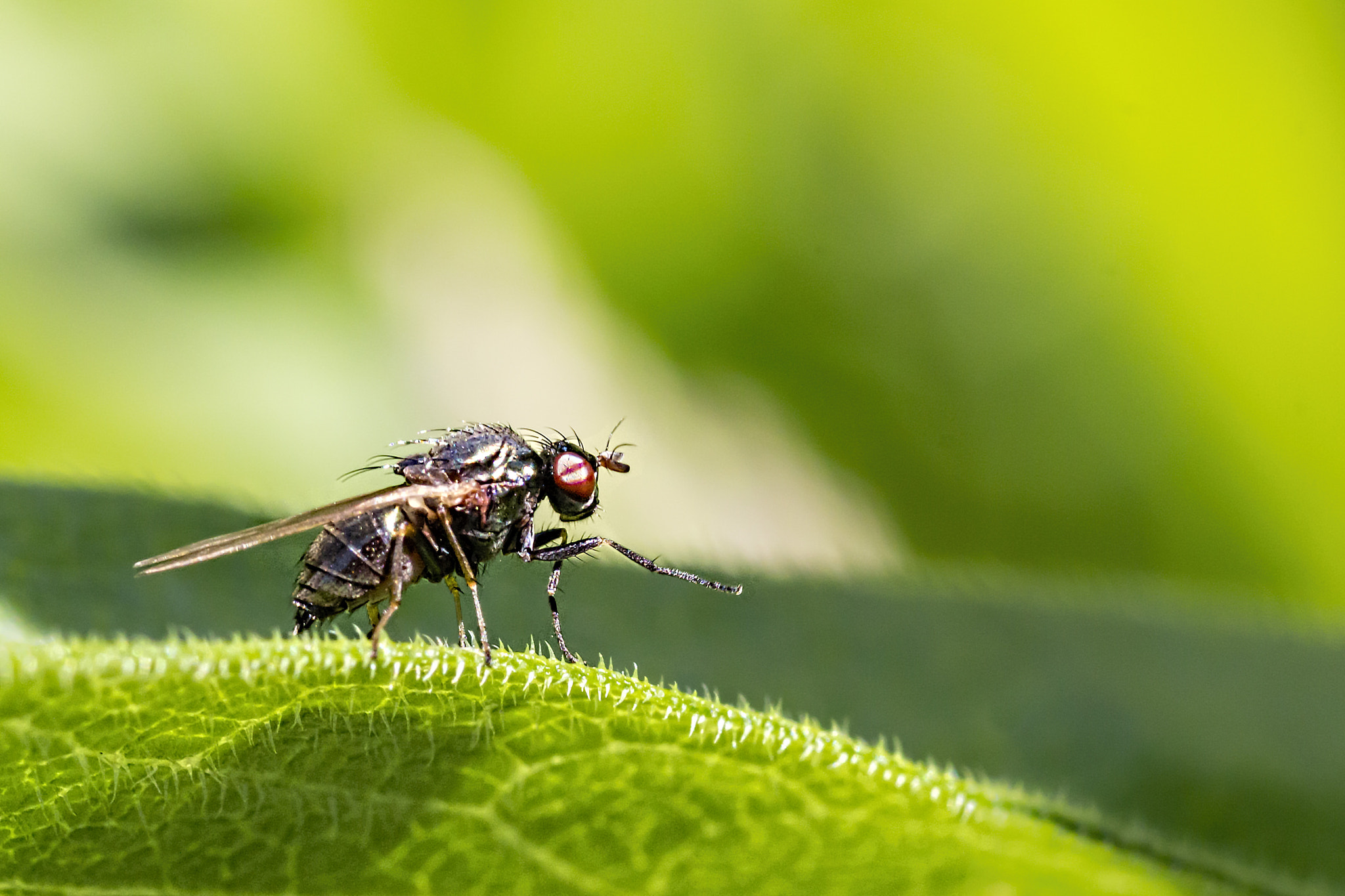 Canon EOS 700D (EOS Rebel T5i / EOS Kiss X7i) + Tamron SP AF 90mm F2.8 Di Macro sample photo. In the morning: stretching photography