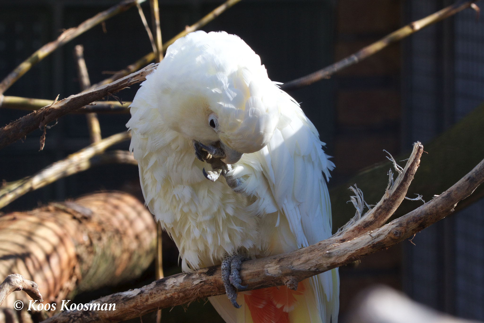 Canon EF 100-400mm F4.5-5.6L IS USM sample photo. Cockatoo in white photography