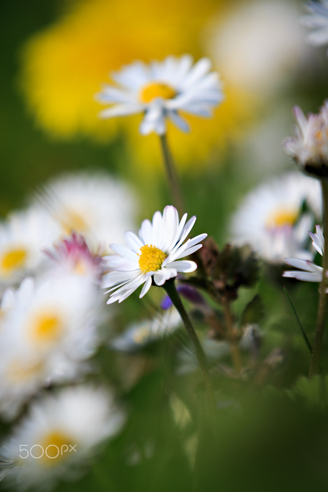Canon EF 70-200mm F2.8L IS II USM sample photo. Daisies photography