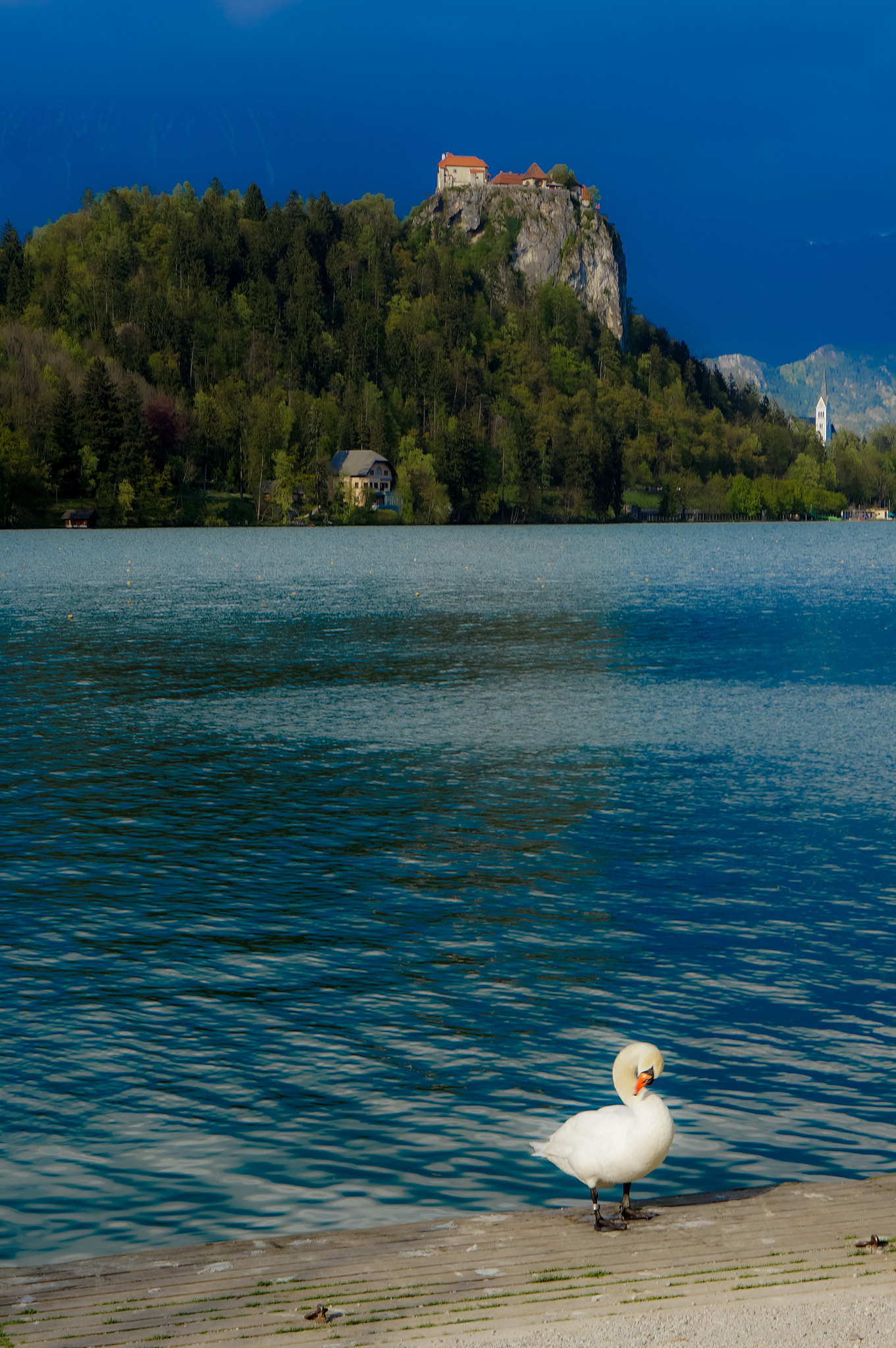 Sony Alpha NEX-5R + E 50mm F1.8 OSS sample photo. Swan on lake bled photography