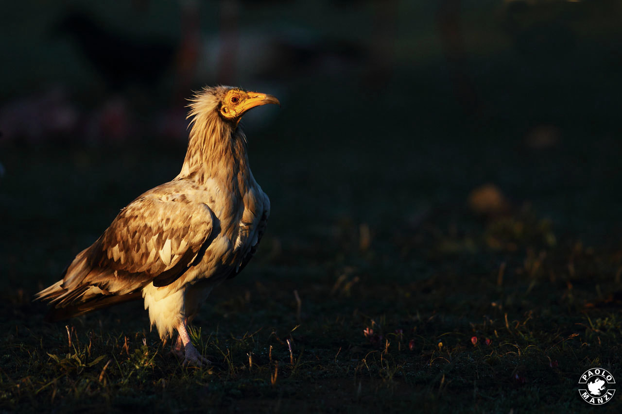 Canon EF 300mm F2.8L IS USM sample photo. Alimoche photography