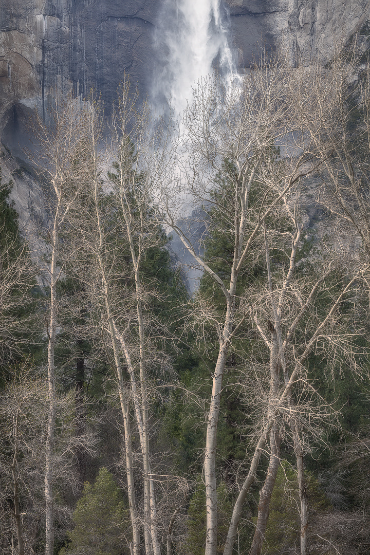 Canon EF 100-400mm F4.5-5.6L IS II USM sample photo. Life source photography