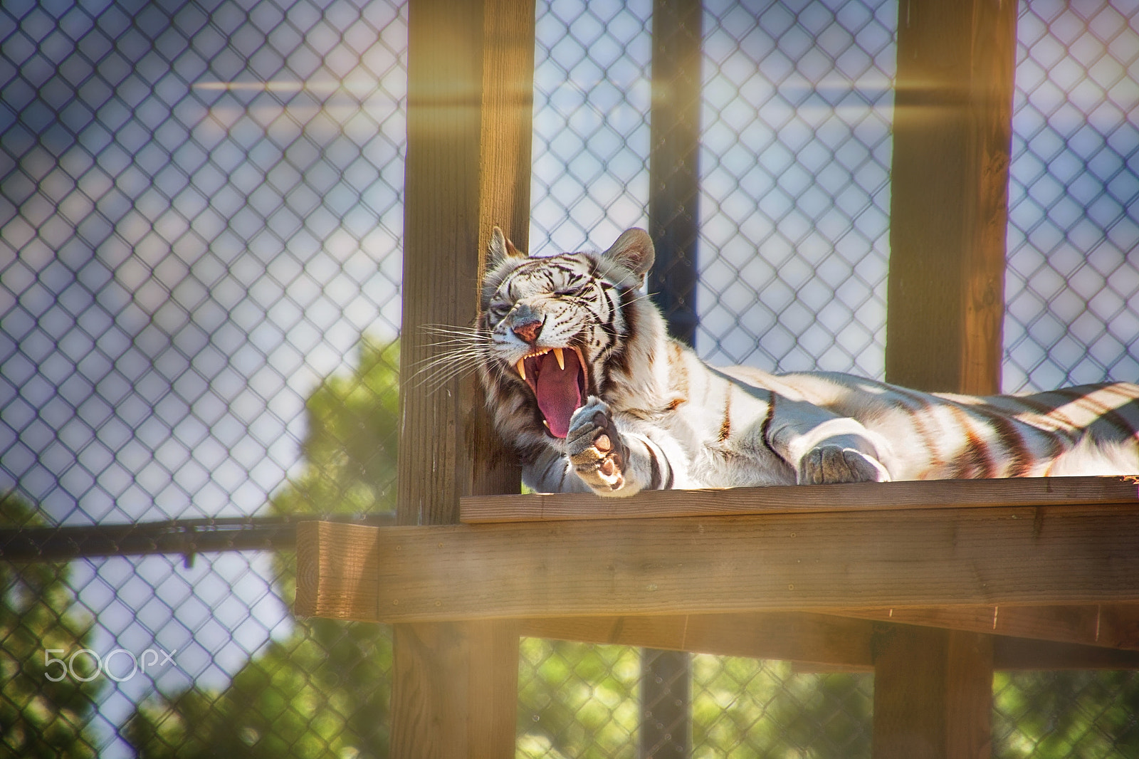 Canon EOS 650D (EOS Rebel T4i / EOS Kiss X6i) sample photo. Hear me roar photography