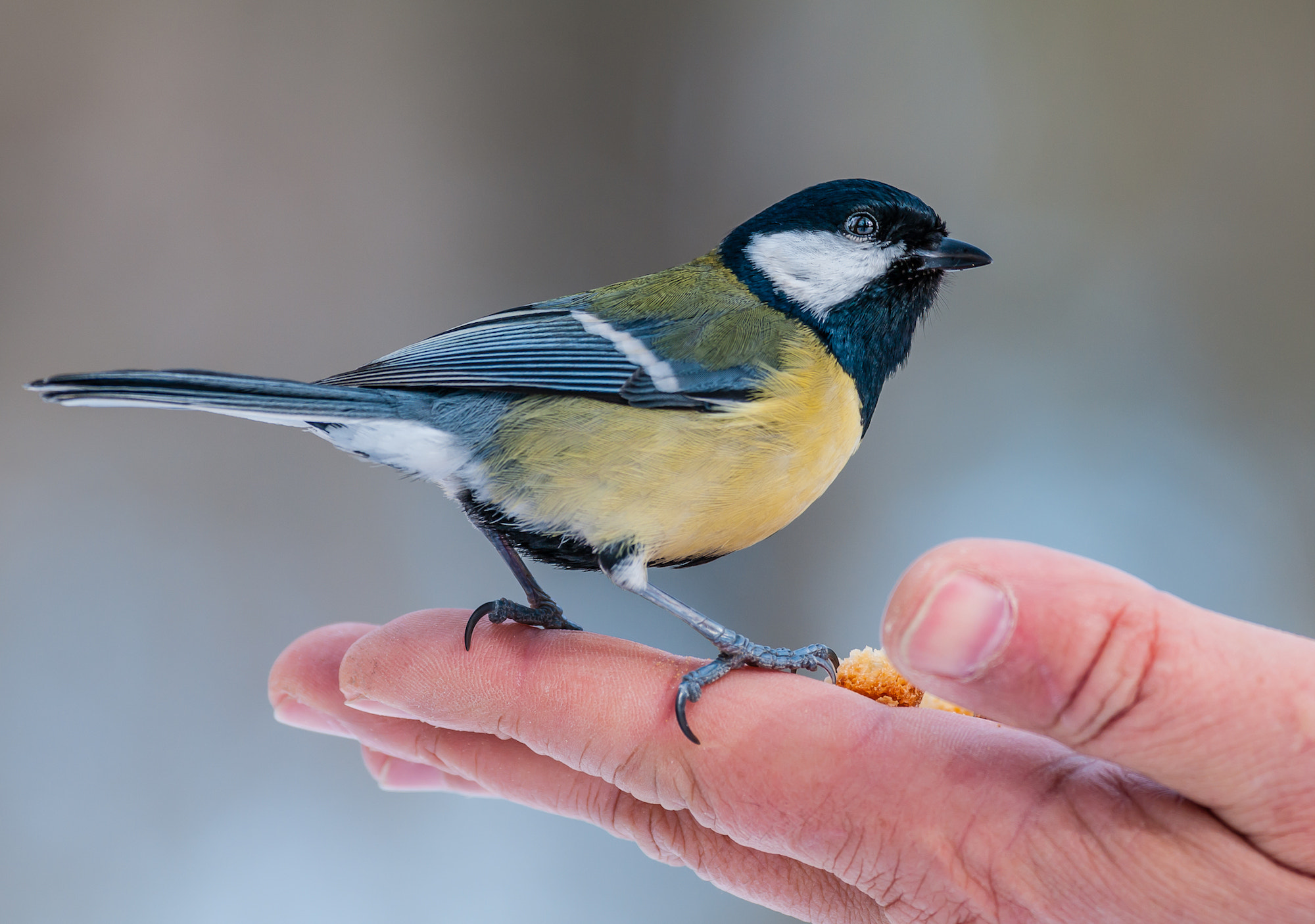 Pentax smc DA* 300mm F4.0 ED (IF) SDM sample photo. Titmouse photography
