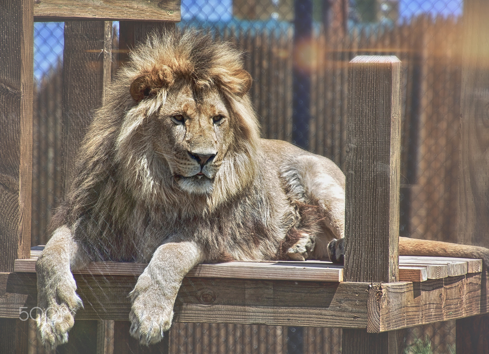 Canon EOS 650D (EOS Rebel T4i / EOS Kiss X6i) sample photo. The king photography