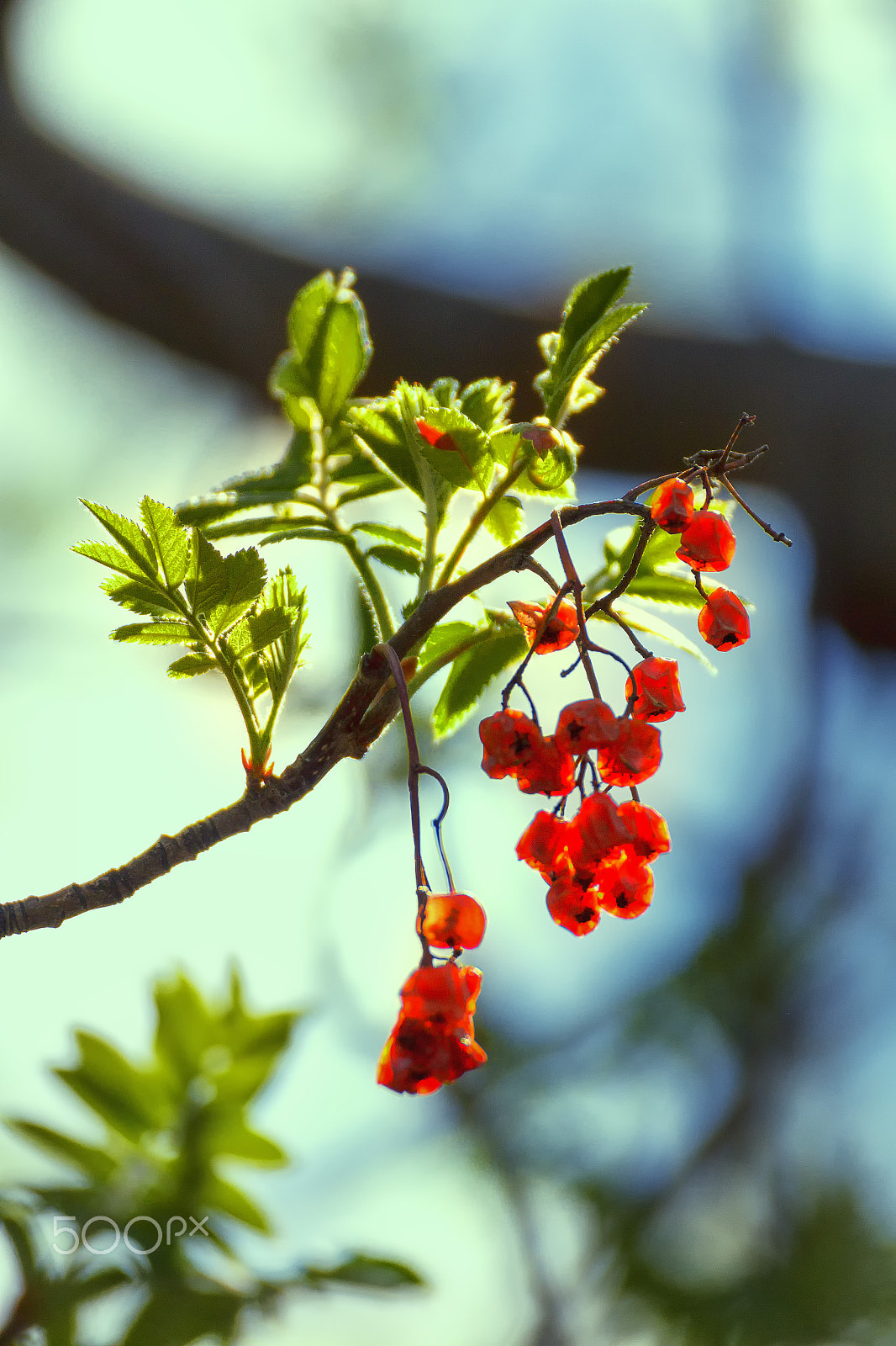 Tamron SP 35mm F1.8 Di VC USD sample photo. Spring ashberry photography