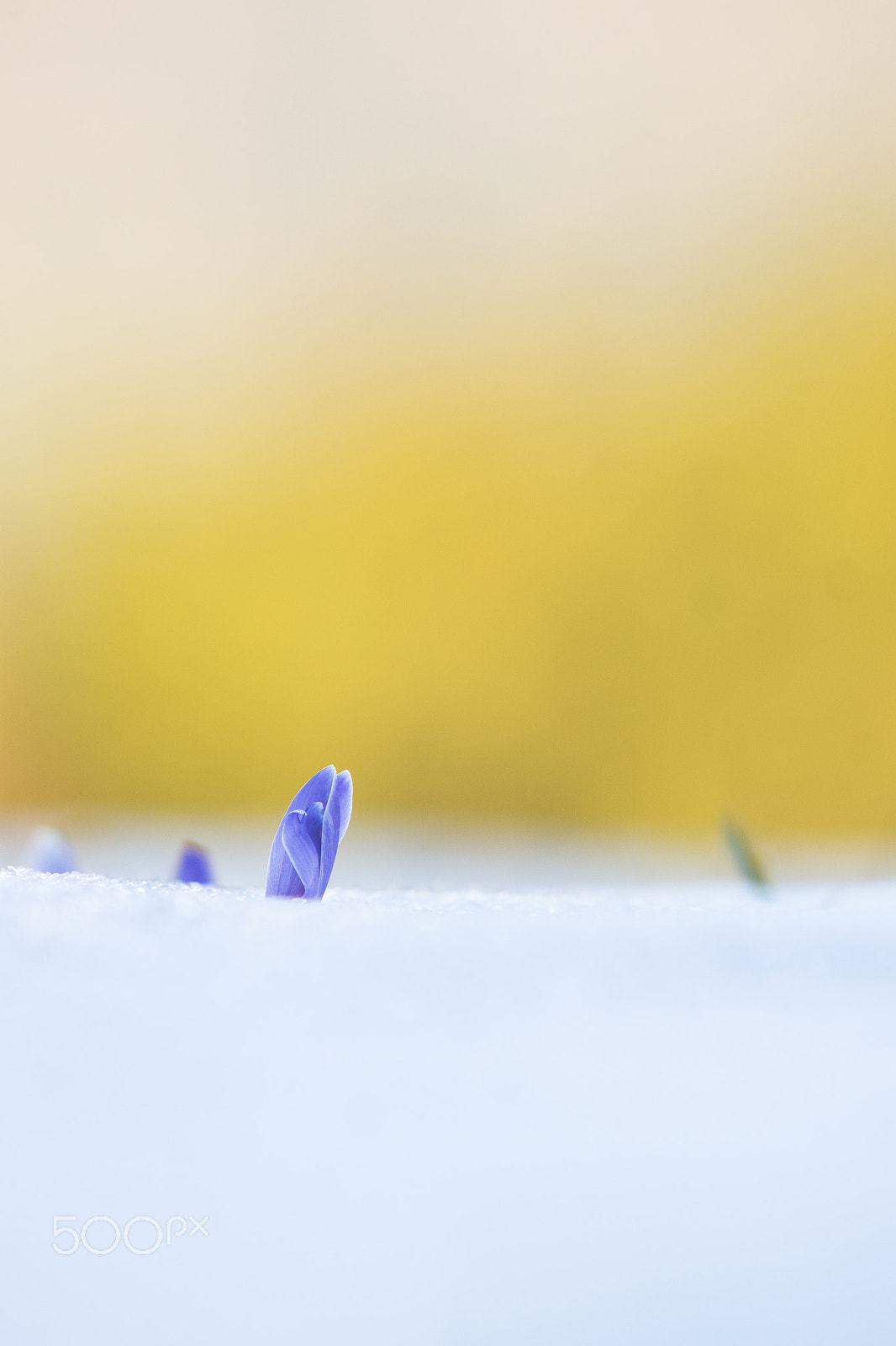 Sony SLT-A77 + Minolta AF 70-210mm F4 Macro sample photo. Alpine spring photography