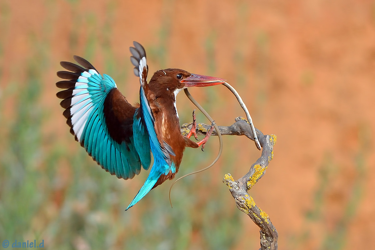 Nikon AF-S Nikkor 500mm F4D ED-IF II sample photo. Kingfisher and snake photography