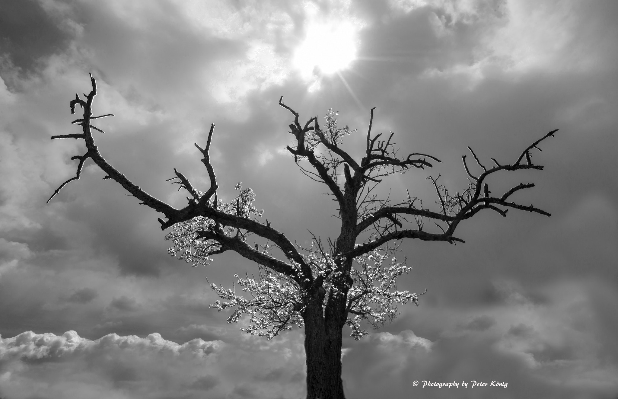 Nikon D600 + AF Nikkor 20mm f/2.8 sample photo. Tree in the sun photography