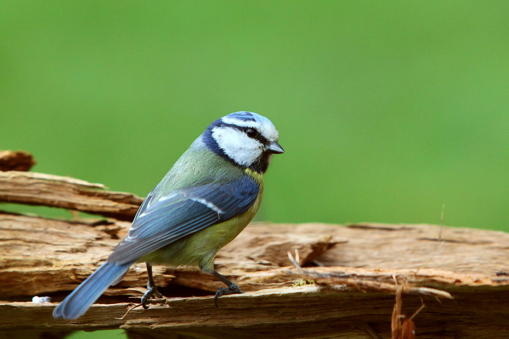 Canon EOS-1D Mark IV + Canon EF 70-200mm F2.8L USM sample photo. Mésange bleue photography