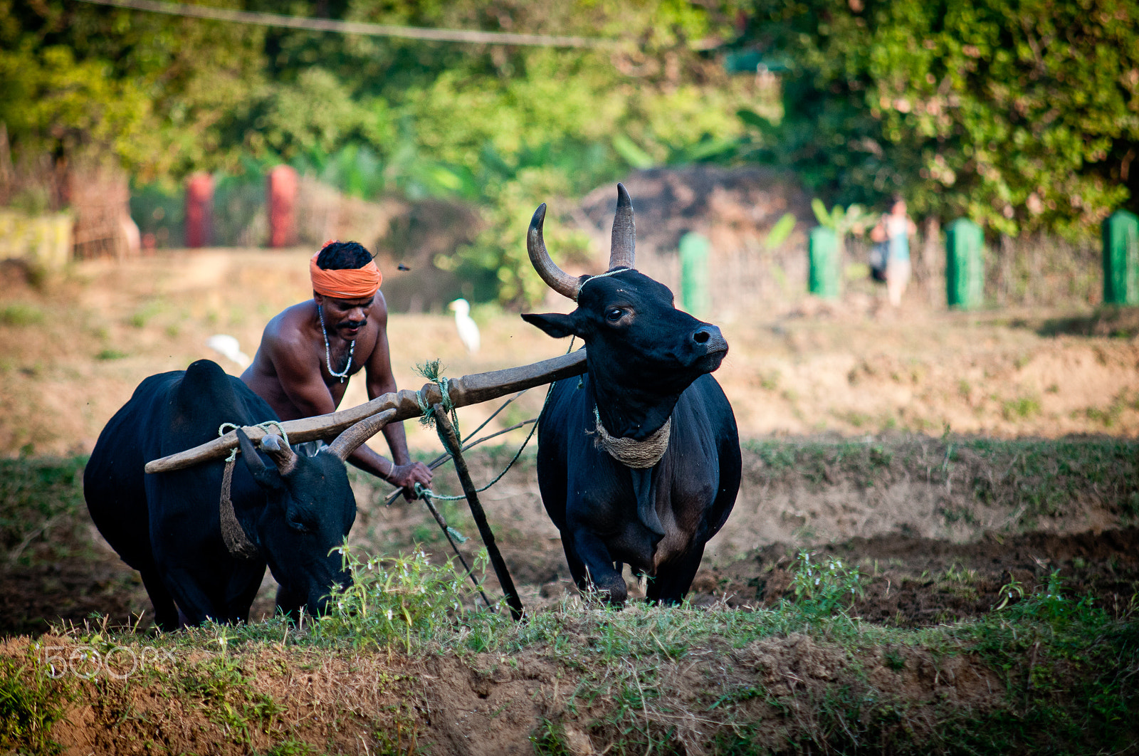 Nikon D300 + Sigma 50-150mm F2.8 EX APO DC HSM sample photo. From gokarna photography