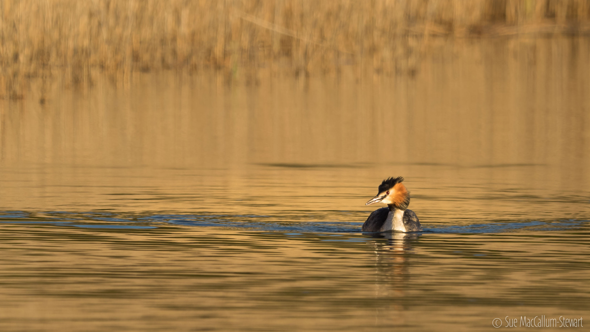 Olympus OM-D E-M1 + M.300mm F4.0 + MC-14 sample photo. Great crested grebe photography