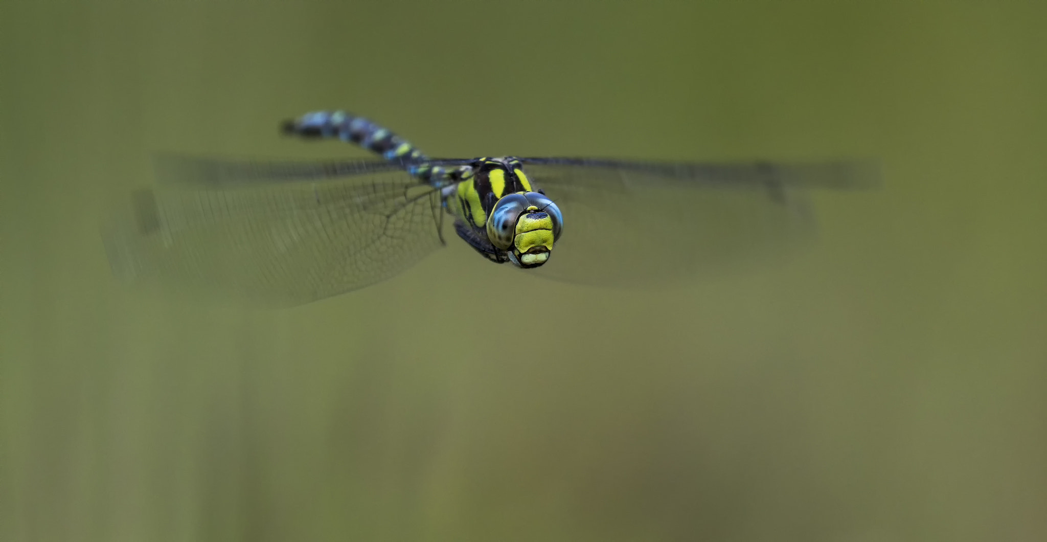 Canon EF 180mm F3.5L Macro USM sample photo. Fliegendes juwel photography