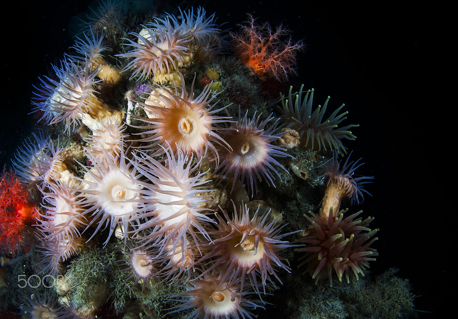 Nikon AF DX Fisheye-Nikkor 10.5mm F2.8G ED sample photo. Anemone boulevard photography