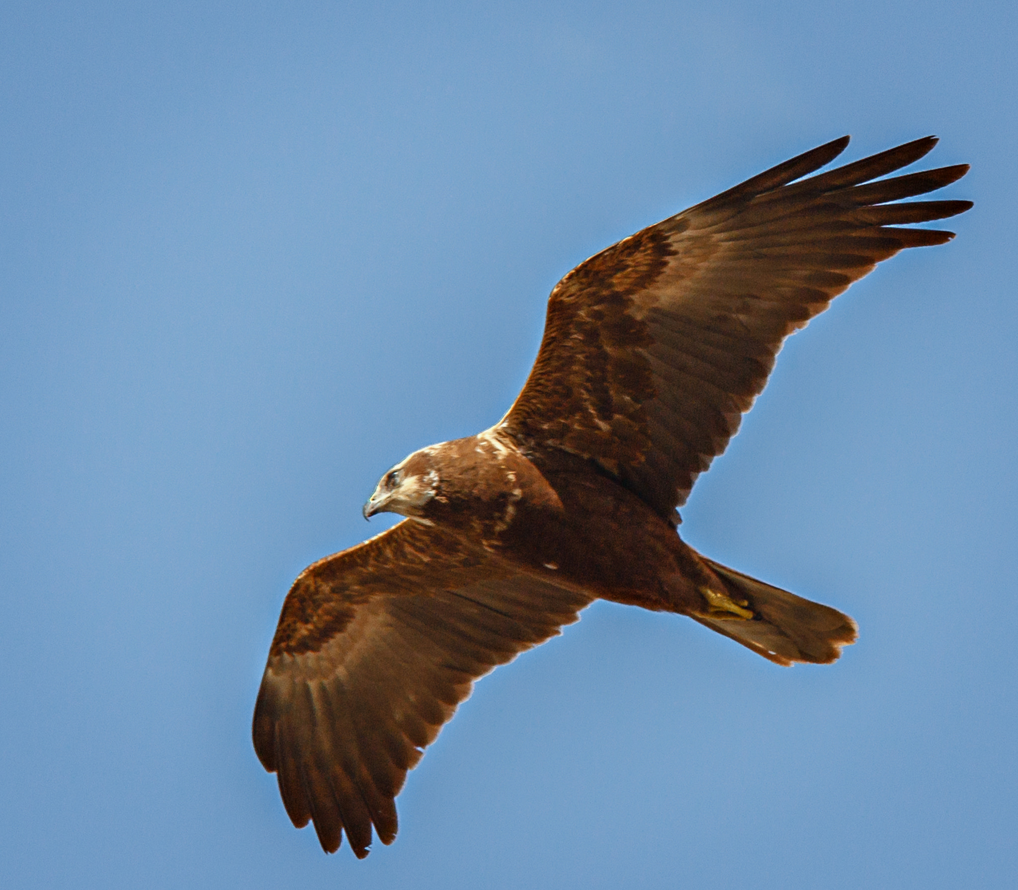 Canon EF 70-200mm F4L IS USM sample photo