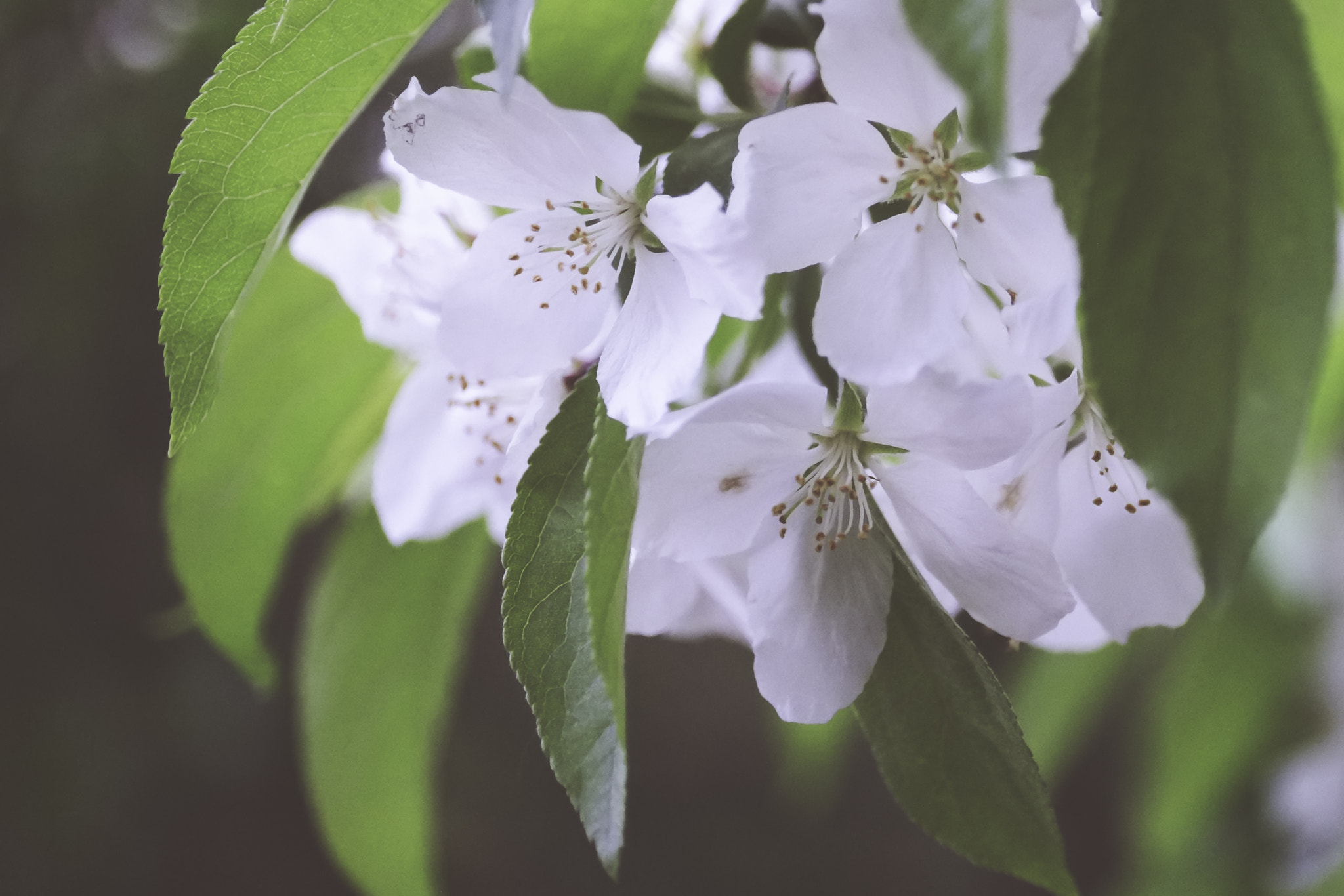 Fujifilm X-Pro1 + ZEISS Touit 50mm F2.8 sample photo. Green nature. photography