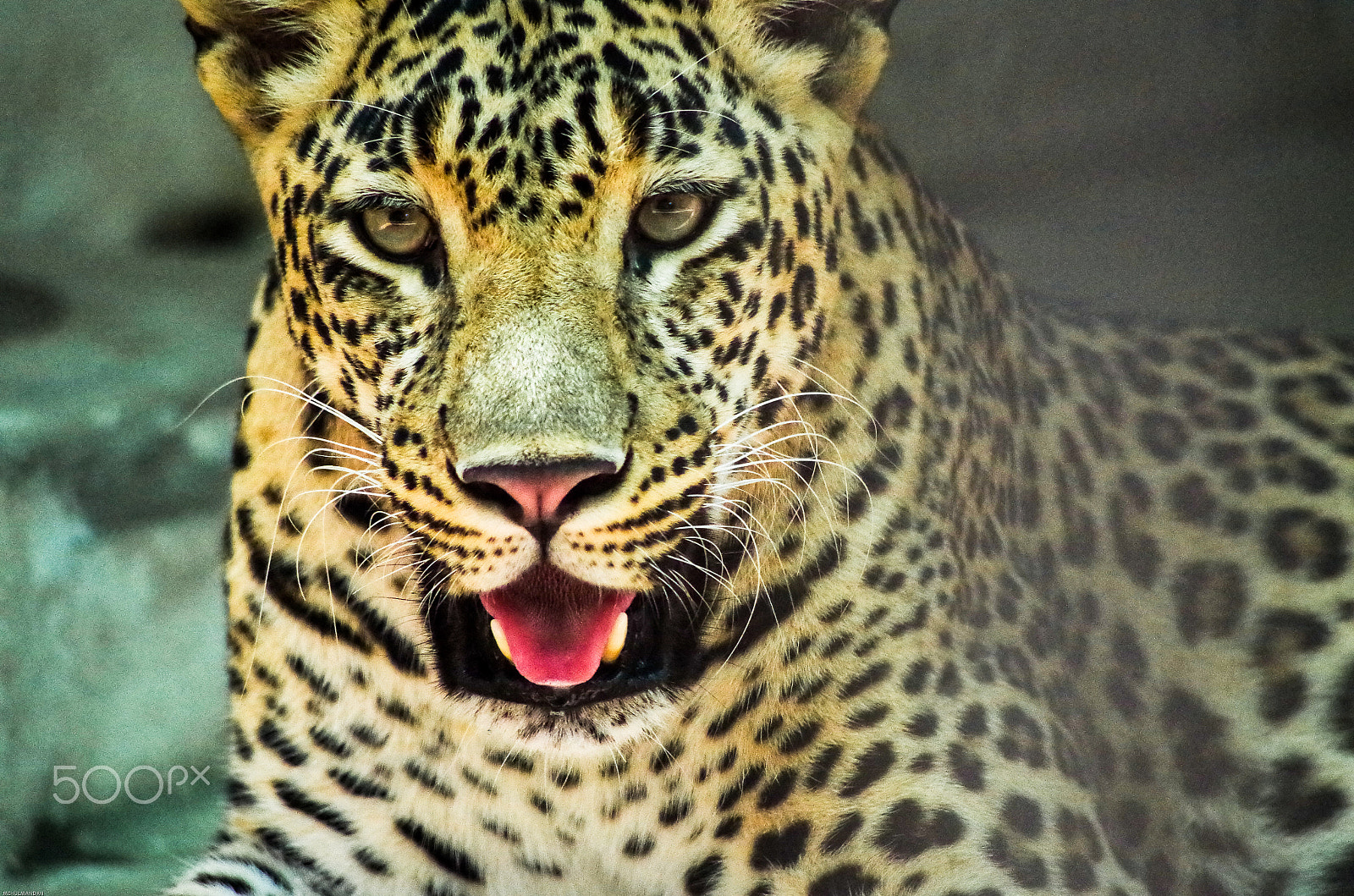 Pentax K-30 sample photo. Leopard photography