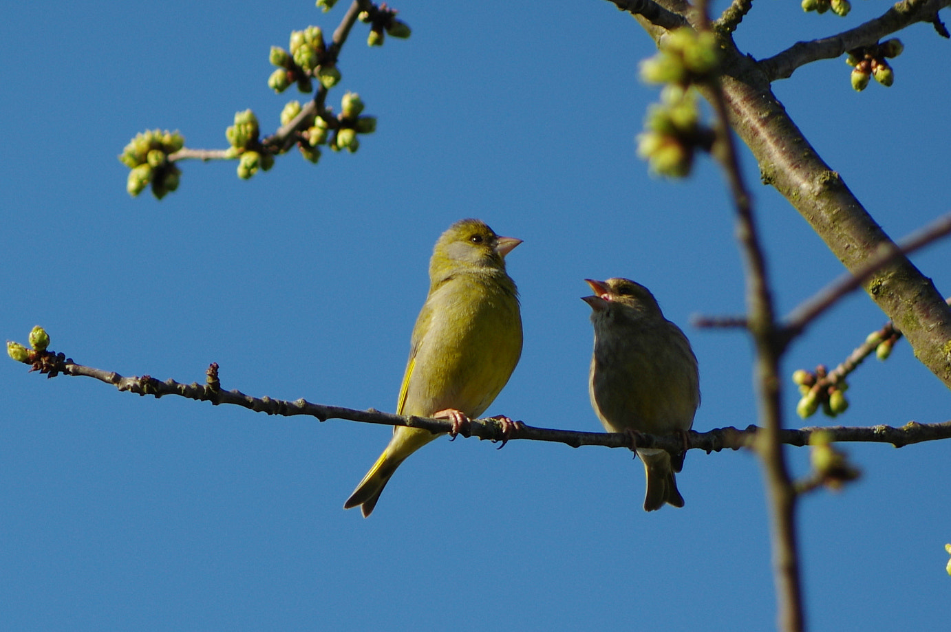 Pentax K-3 + Pentax smc DA 55-300mm F4.0-5.8 ED sample photo. I sing love songs photography