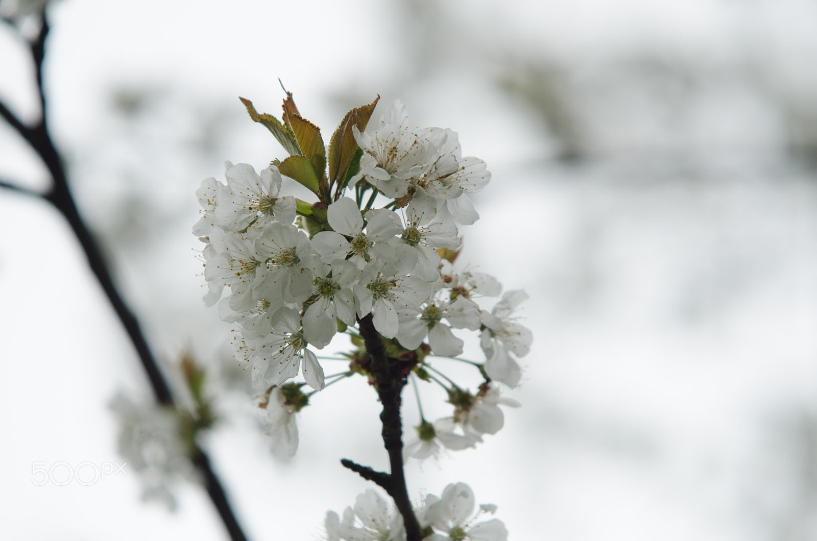 Sigma 70-200mm F2.8 EX DG OS HSM sample photo. Tele photography