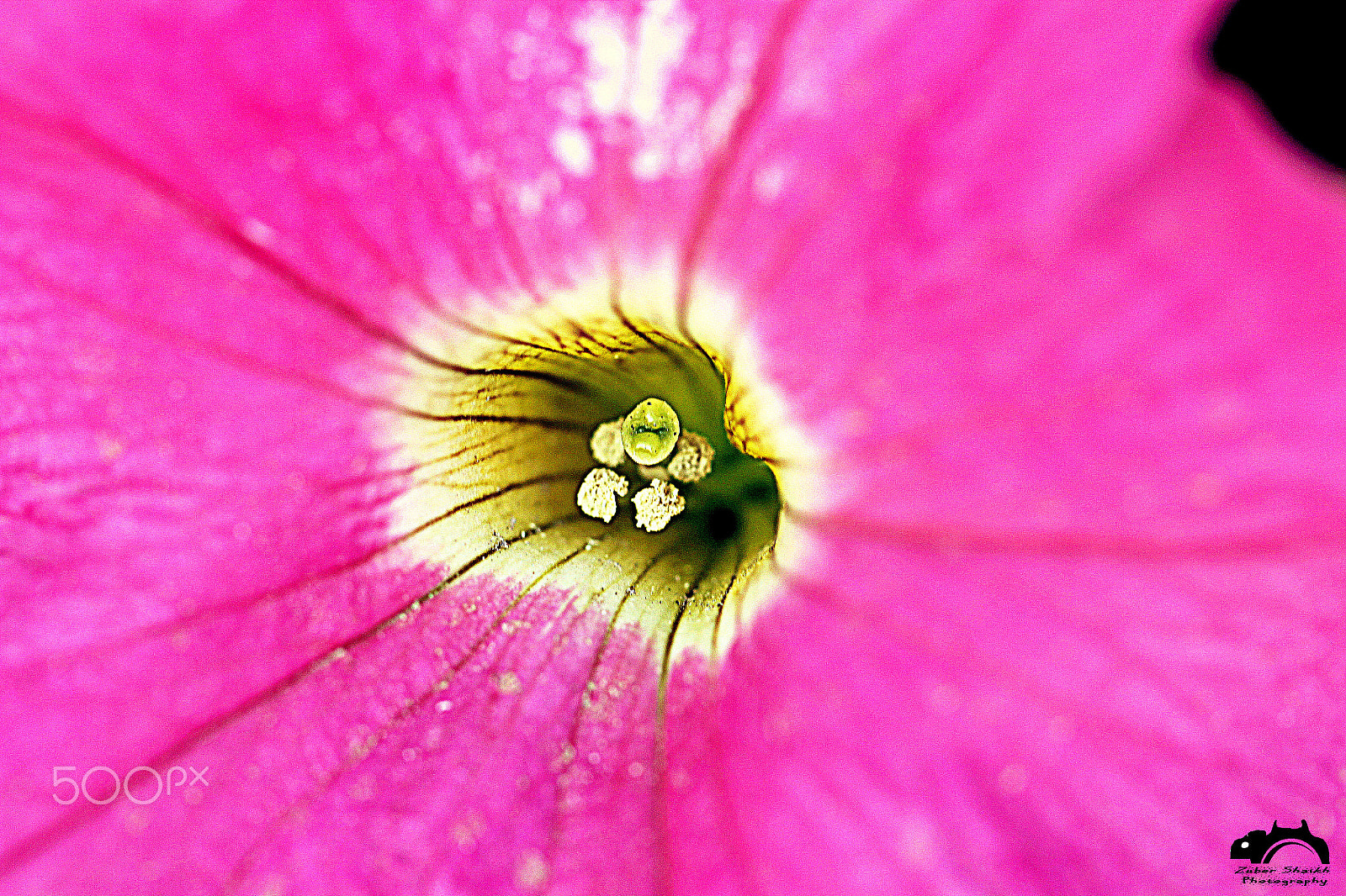 Canon EF 100mm F2.8L Macro IS USM sample photo. Flower-macro photography