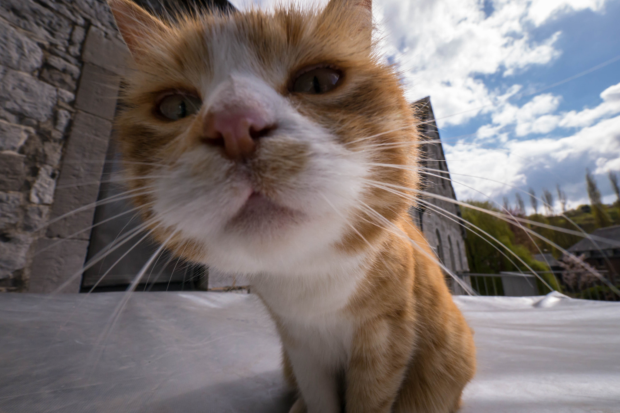 Panasonic Lumix DMC-G5 + Panasonic Lumix G Vario 7-14mm F4 ASPH sample photo. Cat photography