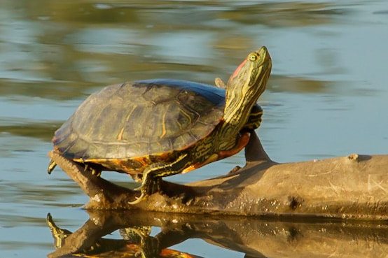 Canon EF-S 55-250mm F4-5.6 IS STM sample photo. Turtle photography