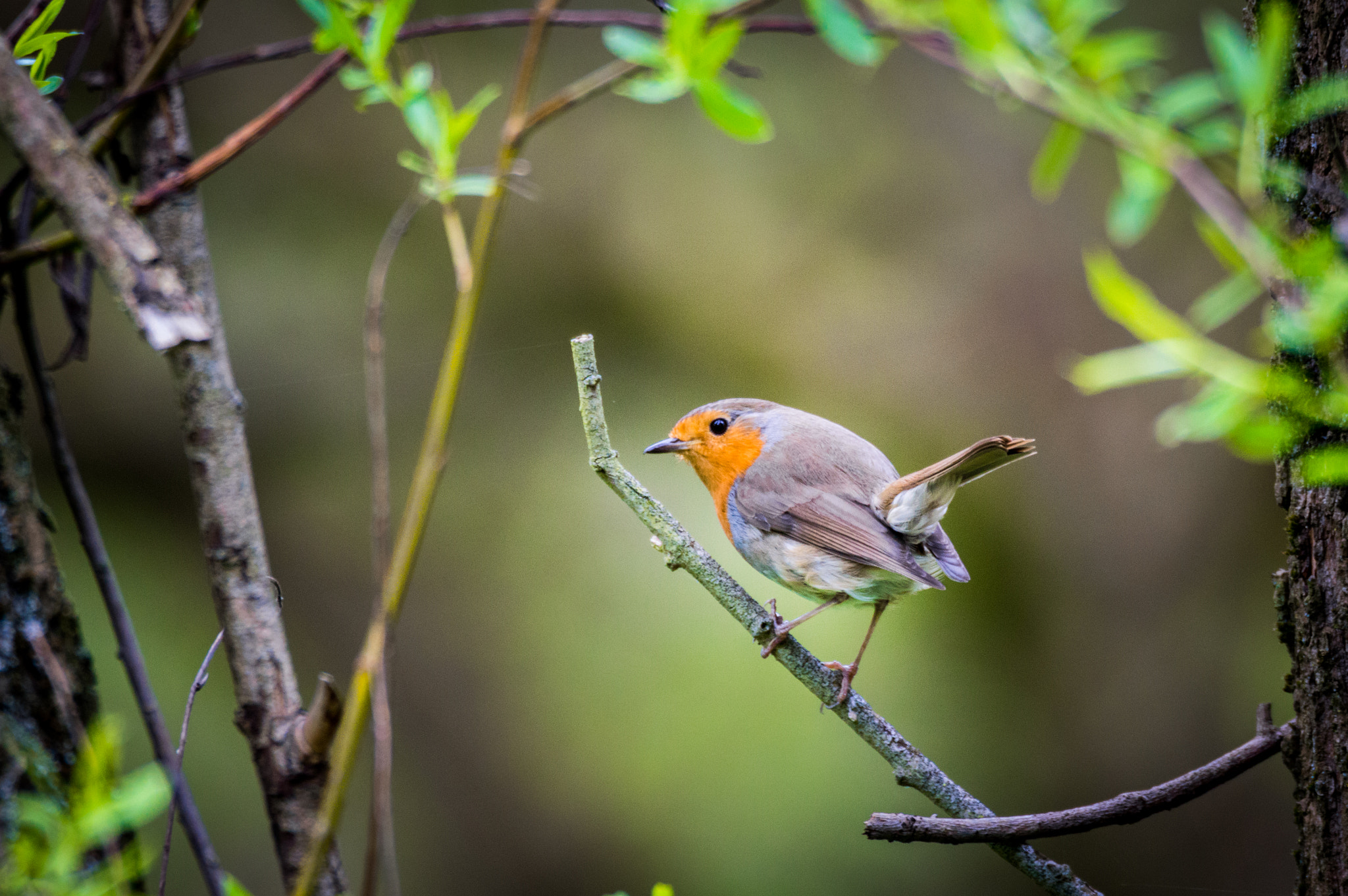 Sigma 150-600mm F5-6.3 DG OS HSM | C sample photo. Rouge gorge photography