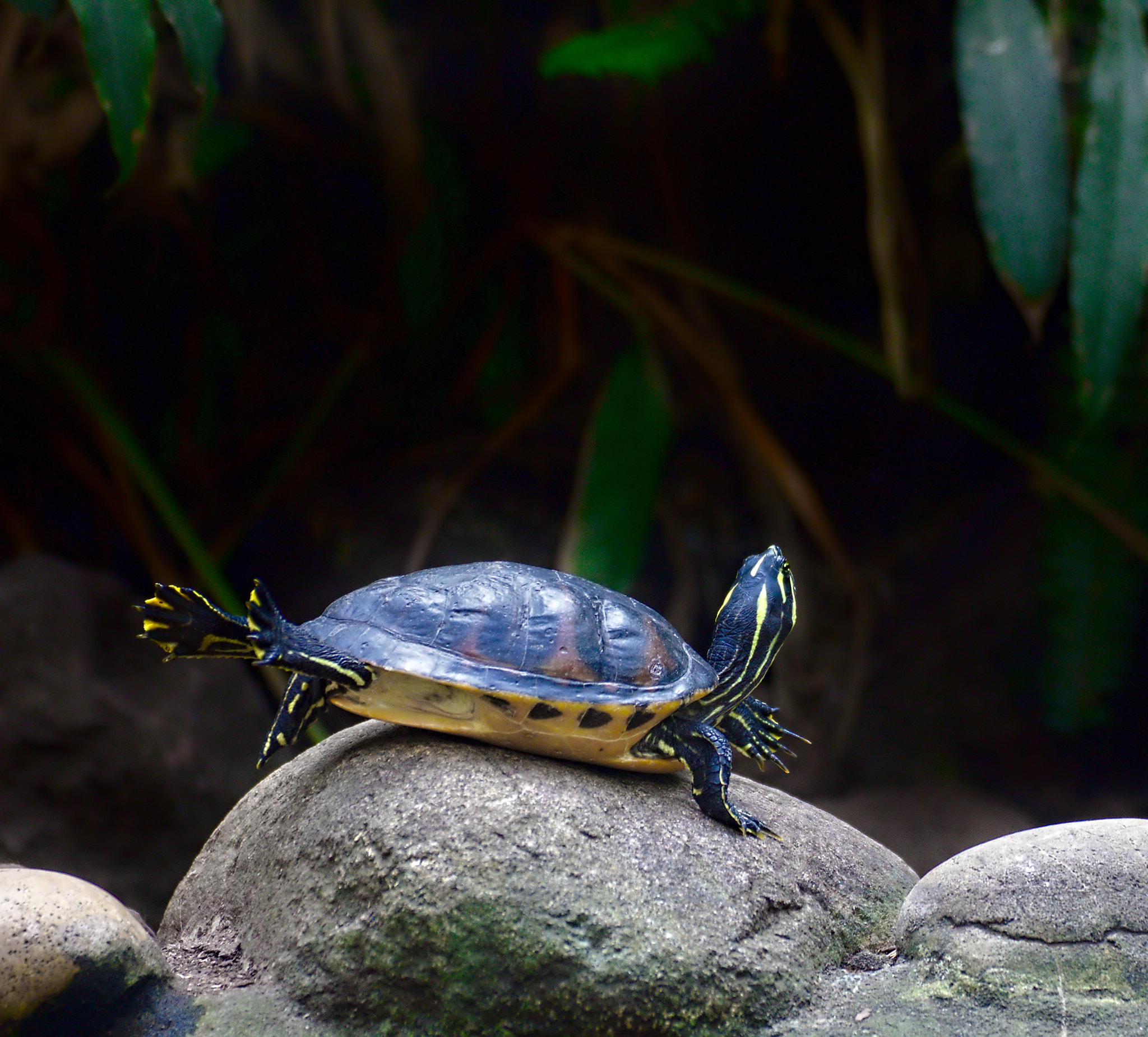 Tamron SP 35mm F1.8 Di VC USD sample photo. Stretching turtle photography