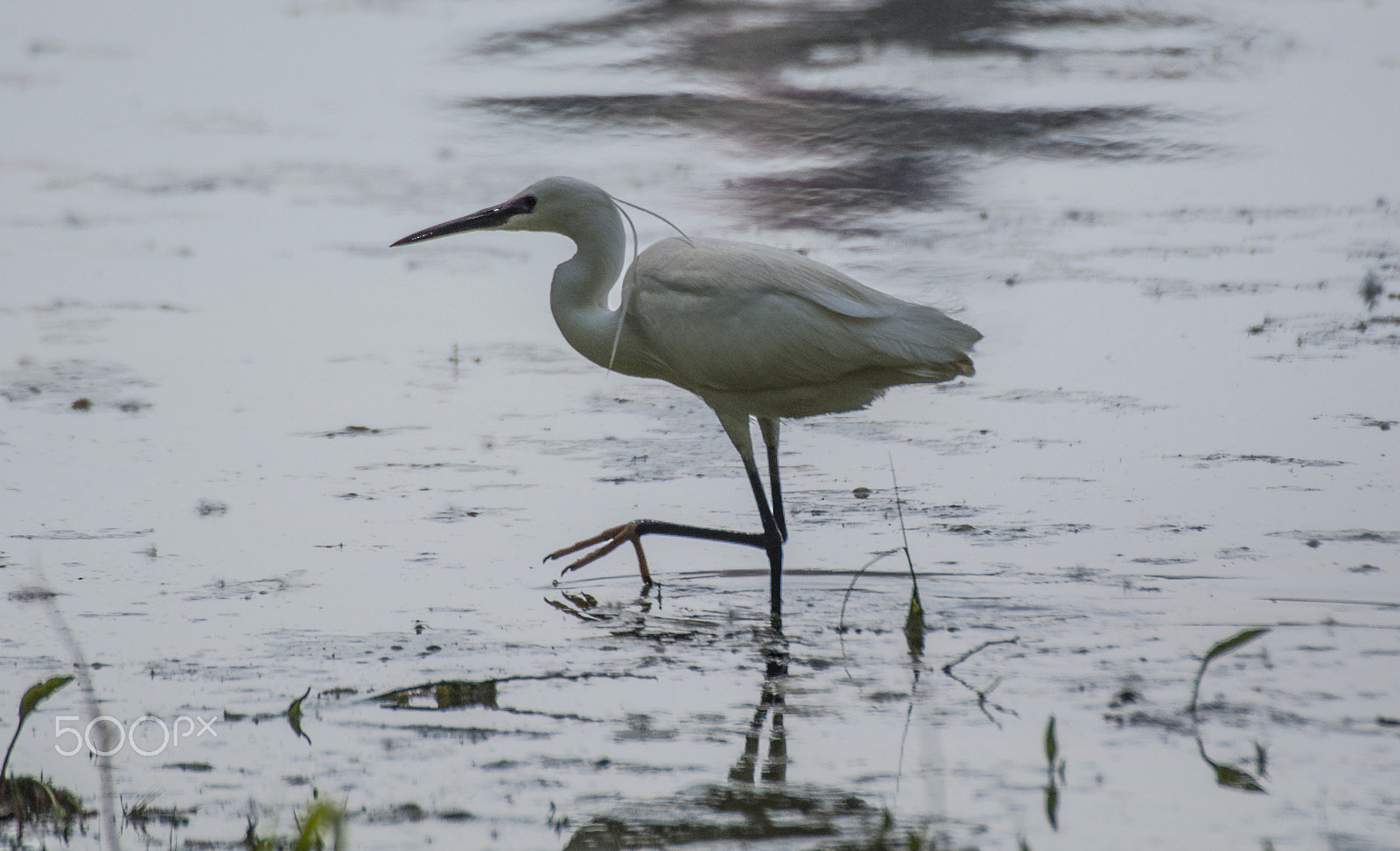 Sigma APO 170-500mm F5-6.3 Aspherical RF sample photo. Egretta garzetta photography
