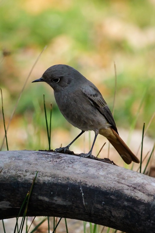 Canon EF-S 55-250mm F4-5.6 IS STM sample photo. Black redstart photography