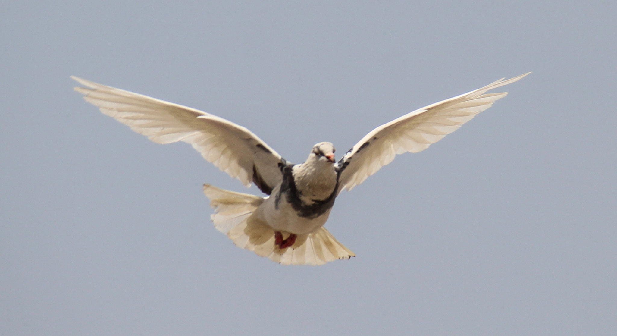 Canon EF 75-300mm F4.0-5.6 IS USM sample photo. Pigeon photography