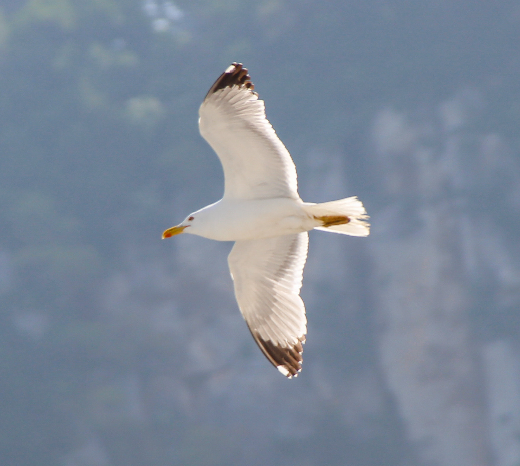 Canon EF 75-300mm F4.0-5.6 IS USM sample photo. Seagull photography
