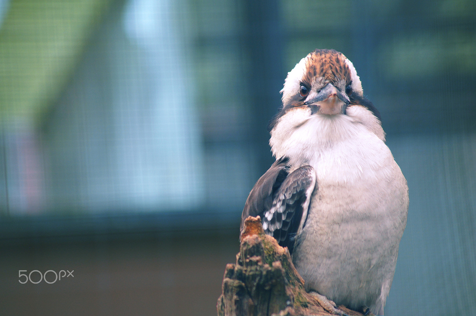 Sony SLT-A35 + Sigma 70-300mm F4-5.6 DL Macro sample photo. Kookaburra photography