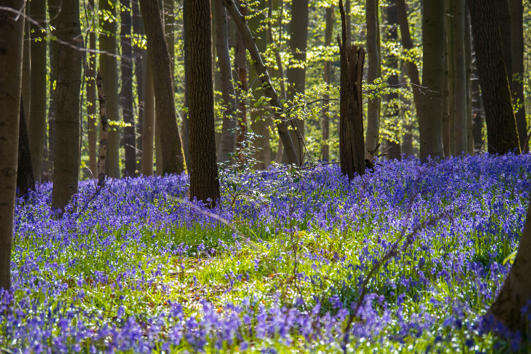 Panasonic Lumix DMC-G5 sample photo. Hallerbos2.jpg photography