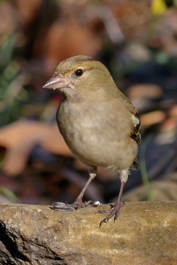 Canon EF-S 55-250mm F4-5.6 IS STM sample photo. Chaffinch photography