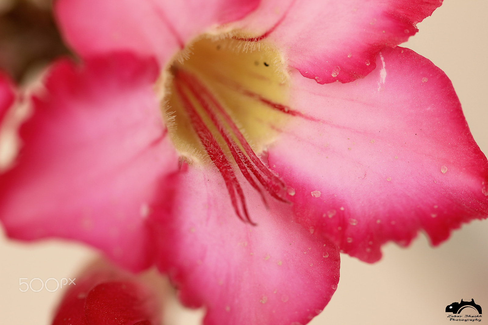 Canon EF 100mm F2.8L Macro IS USM sample photo. Macro flower photography