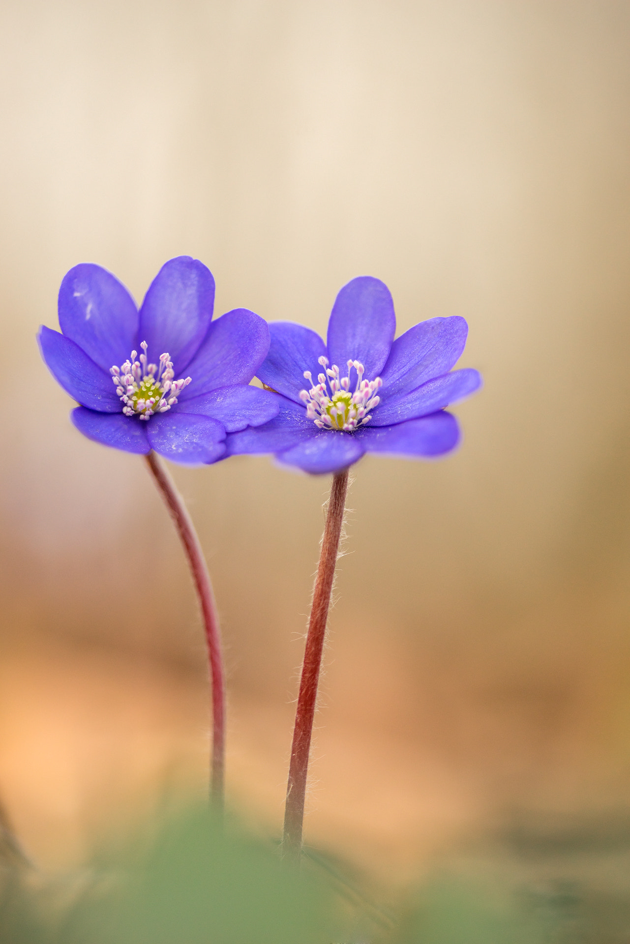 Sigma 150mm f/2.8 EX DG OS HSM APO Macro sample photo. Hepatica nobilis photography