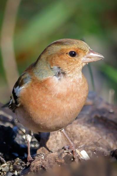 Canon EF-S 55-250mm F4-5.6 IS STM sample photo. Chaffinch photography