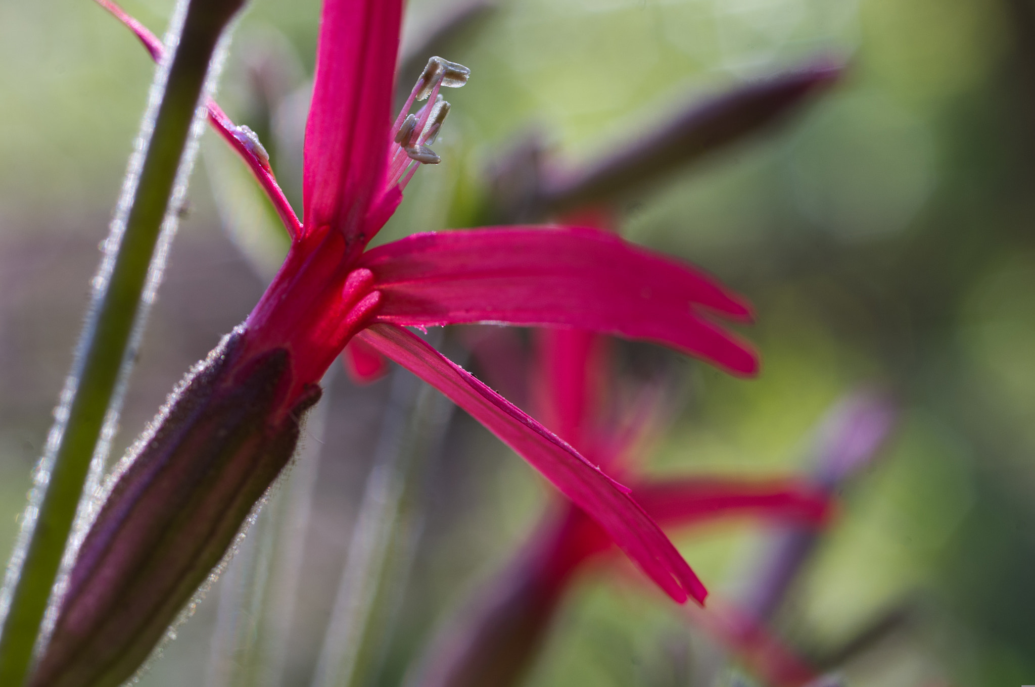 Pentax K-x + Pentax smc D-FA 50mm F2.8 Macro sample photo. Fire pink photography